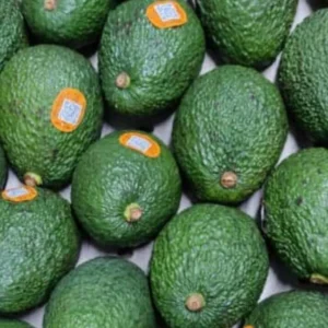 Avocado Imported ( Tenzania )