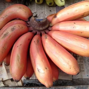 Red Banana - 1kg ( unripe )